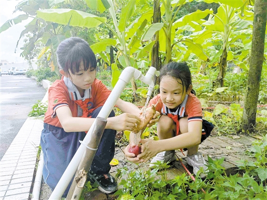 良山小學挖番薯、洗番薯，同學們忙得熱火朝天。.jpg